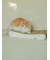 【CAT&DOG】ねこ柄つめとぎ