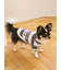 【CAT&DOG】スムーズィー２ボーダーフーディー
