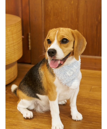 【CAT&DOG】ジェラートメランジマフラー