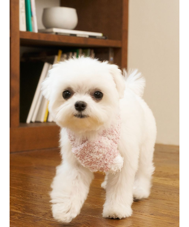 【CAT&DOG】ジェラートメランジマフラー