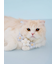 【CAT&DOG】スムーズィーフラワーモチーフチョーカー