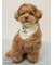 【PEANUTS】【CAT&DOG】保冷剤入れバンダナ