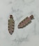 ベージュ