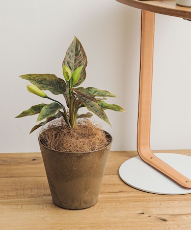 amabro　ART STONE SS BR