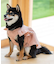 cotton flannel小型犬サイズ・犬服(ドッグウェア)・ドレス