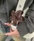 L総柄フラワーバンス