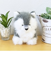 わたぽ ハスキー ぬいぐるみ