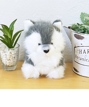 わたぽ ハスキー ぬいぐるみ