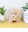 わたぽ トイプードル ぬいぐるみ