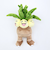 ポケットモンスター ナッシー ぬいぐるみ(S) (PP288) ポケモン