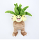 ポケットモンスター ナッシー ぬいぐるみ(S) (PP288) ポケモン