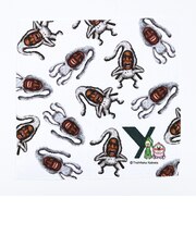 こびとづかん ミニタオル(Y)