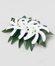 【マウナロア】トルティアレクリップ