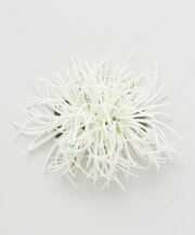 【マウナロア】ソードリーフクリップ