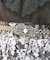 ヴィクトリアンパールベルト
