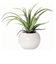 【当商品送料無料】光触媒 観葉植物 通販 フェイクグリーン ミニ インテリアグリーン リアル 小さめ おしゃれ 小さい 枯れない 造花 コンパクト