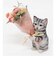 ねこアメショ