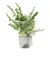 【当商品送料無料】フェイクグリーン ミニ 通販 造花 観葉植物 イミテーショングリーン インテリアグリーン サキュレント バーチャルグリーン 卓上
