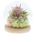【当商品送料無料】お供え プリザーブドフラワー ガラスドーム 通販 四季 暦  供養 仏花 供え花 献花 ドームタイプ ドーム プリザ 長持ち 飾り
