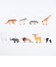 Safari