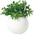 【当商品送料無料】光触媒 フェイクグリーン 通販 観葉植物 フェイク ラウンドポットL CT触媒 卓上 小さい 消臭 抗菌 防汚 空気清浄