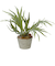 【当商品送料無料】観葉植物 フェイク 大型 通販 フェイクグリーン スタッグホーン アーティフィシャルグリーン コウモリラン インテリアグリーン