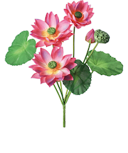 【当商品送料無料】蓮 花 造花 通販 蓮の花 はすの花 アーティフィシャルフラワー アーティフィシャルグリーン アートフラワー フェイクフラワー