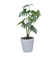 【当商品送料無料】観葉植物 フェイク 大型 通販 フェイクグリーン セローム アーティフィシャルグリーン インテリアグリーン 人工観葉植物 大きめ