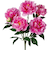 【当商品送料無料】造花 花 ピオニー 楽天 フェイクフラワー アーティフィシャルグリーン アートフラワー アーティフィシャルフラワー