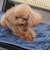 【当該商品送料無料】ペット用 パッド L 通販 犬用マット ペット用マット ペットマット ペットパッド ペット用パッド 敷きパッド マット