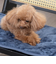 【当該商品送料無料】ペット用 パッド L 通販 犬用マット ペット用マット ペットマット ペットパッド ペット用パッド 敷きパッド マット