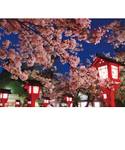 エヌ・ビー・シー　平野神社　京都－057