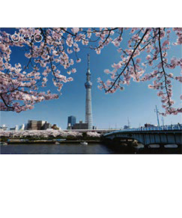 エヌ・ビー・シー　スカイツリーと桜　東京－115