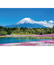 エヌ・ビー・シー　富士山と芝桜　富士－035