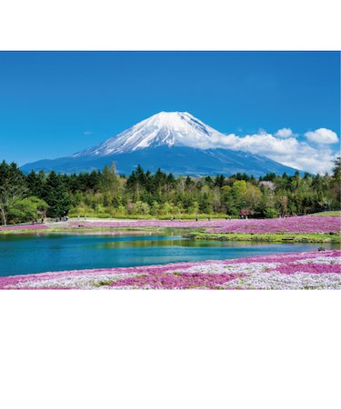 エヌ・ビー・シー　富士山と芝桜　富士－035