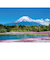 エヌ・ビー・シー　富士山と芝桜　富士－035