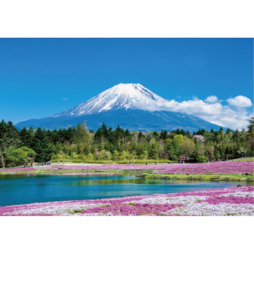 エヌ・ビー・シー　富士山と芝桜　富士－035