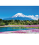 エヌ・ビー・シー　富士山と芝桜　富士－035