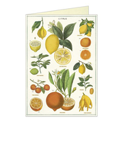 カバリーニ(CAVALLINI) グリーティングカード シトラス
