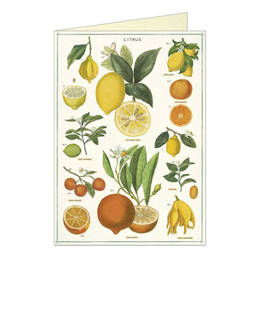 カバリーニ（CAVALLINI）　グリーティングカード　シトラス