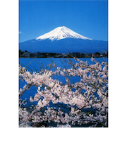 エヌ・ビー・シー　桜満開の河口湖より　富士－004