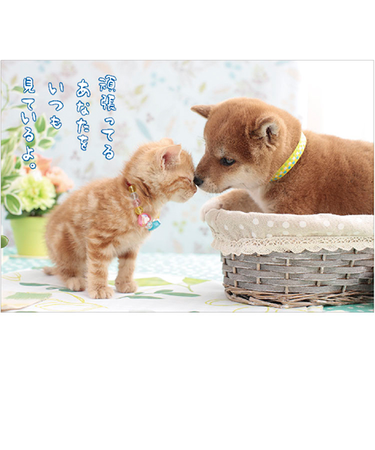 アクティブコーポレーション　柴犬ポストカード　PN－528