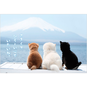 アクティブコーポレーション　柴犬ポストカード　PN－525