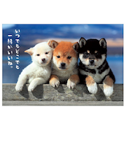 アクティブコーポレーション　柴犬ポストカード　A12－PN－544