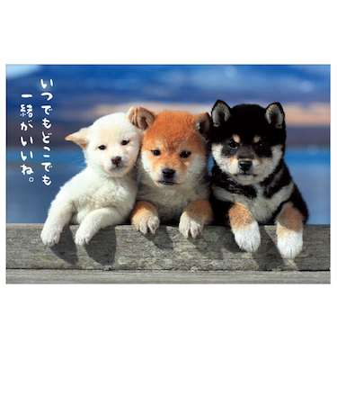 アクティブコーポレーション　柴犬ポストカード　A12－PN－544