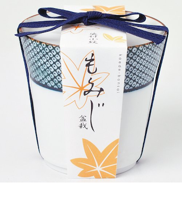 聖新陶芸　染付小紋盆栽栽培セット　GD452－03　もみじ