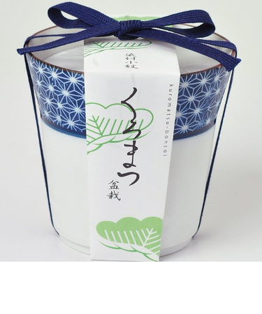 聖新陶芸　染付小紋盆栽栽培セット　GD452－01　黒松