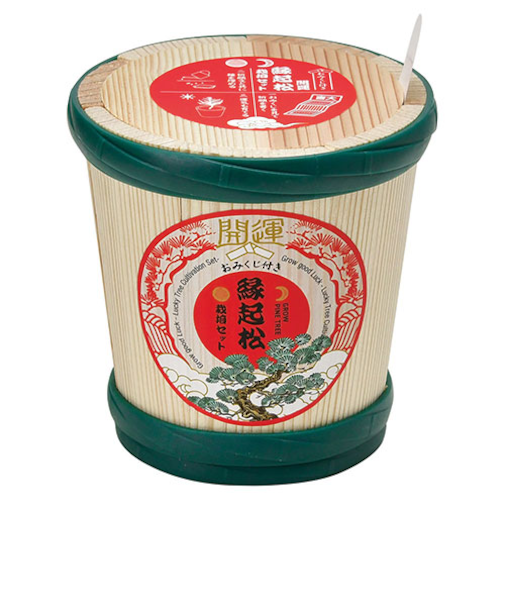 聖新陶芸　縁起松栽培セット　おみくじ付き　GD1023