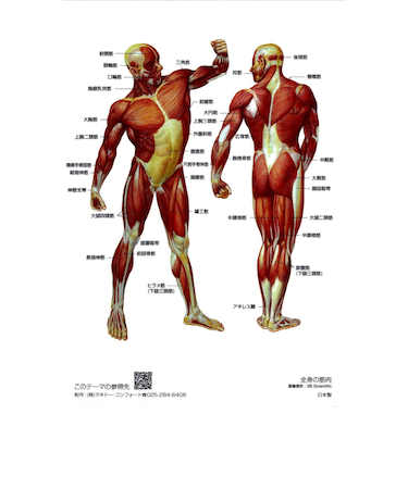 マキトー　クリアファイル人体　A4　全身の筋肉