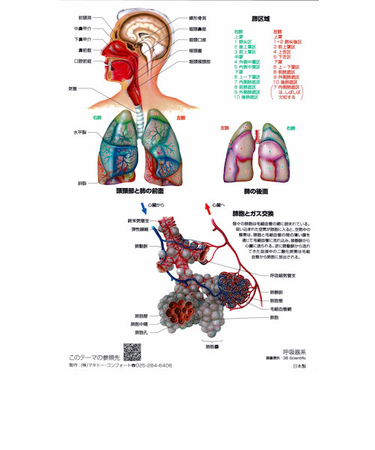 マキトー　クリアファイル人体　A4　呼吸器系
